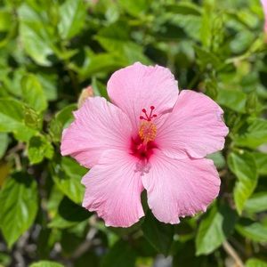 Meet your Posher, Caitlyn